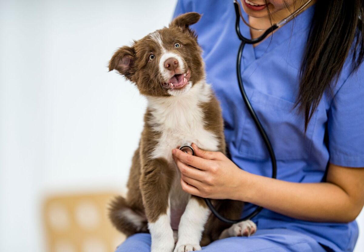 Puppy at vet